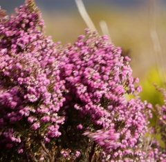 Erica hirtiflora