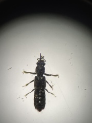 Bledius