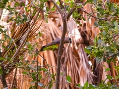 Poicephalus rufiventris