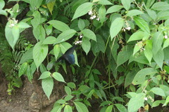 Papilio memnon