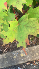 Acer