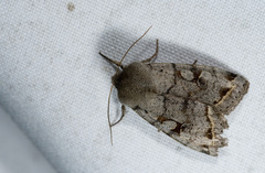 Orthosia perfusca
