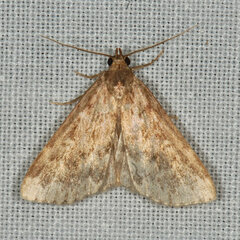 Achyra rantalis
