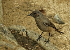 Oenanthe familiaris actuosa