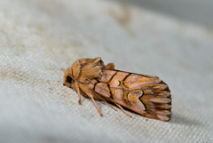 Panolis variegatoides