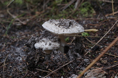 Amanita ananiceps