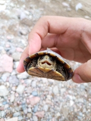 Kinosternon integrum