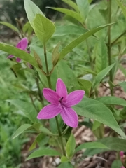 Pseuderanthemum laxiflorum