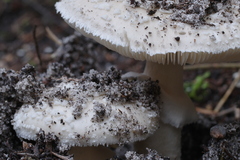 Amanita ananiceps