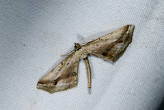 Oxymacaria truncaria