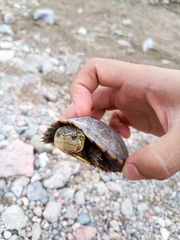 Kinosternon integrum