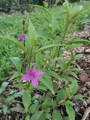 Pseuderanthemum laxiflorum