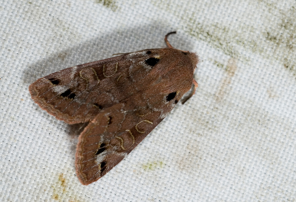 Orthosia kurosawai