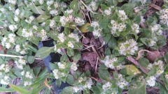 Guilleminea densa