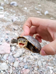 Kinosternon integrum