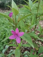 Pseuderanthemum laxiflorum