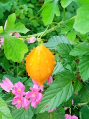 Momordiceae