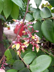 Averrhoa carambola