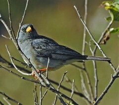 Rhopospina alaudina