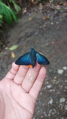 Chalypyge