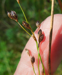 Juncus balticus