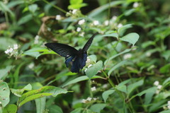 Papilio protenor