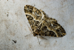 Harutaea flavizona