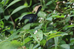 Papilio protenor