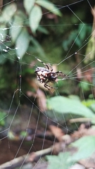 Verrucosa