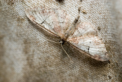 Eupithecia astricta