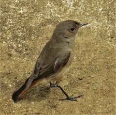 Oenanthe familiaris actuosa