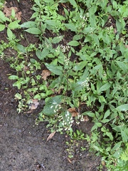 Ageratina riparia image