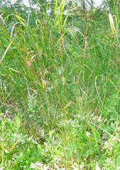 Juncus balticus