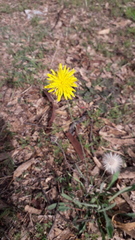 Reichardia picroides