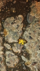 Pantherodes pardalaria