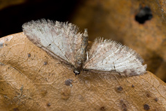 Eupithecia astricta