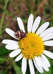 Carpocoris