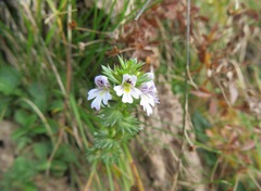 Euphrasia