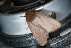 Amphipyra deletaiwana