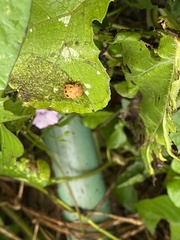 Epilachna varivestis