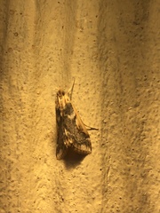 Loxostege albiceralis