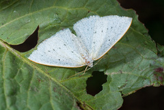 Lomographa guttulata