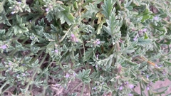 Verbena lasiostachys