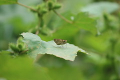Borbo cinnara