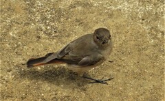 Oenanthe familiaris actuosa