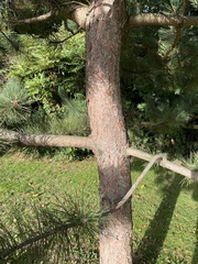 Pinus nigra