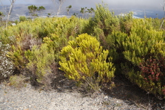 Leucadendron xanthoconus