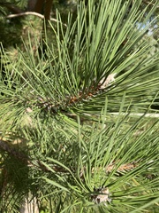 Pinus nigra