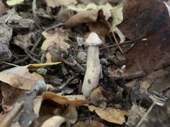 Infundibulicybe geotropa