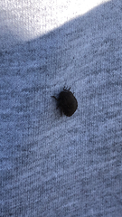 Eurygaster testudinaria